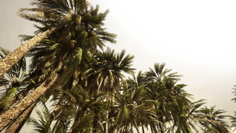 Underside-of-the-coconuts-tree-with-clear-sky-and-shiny-sun