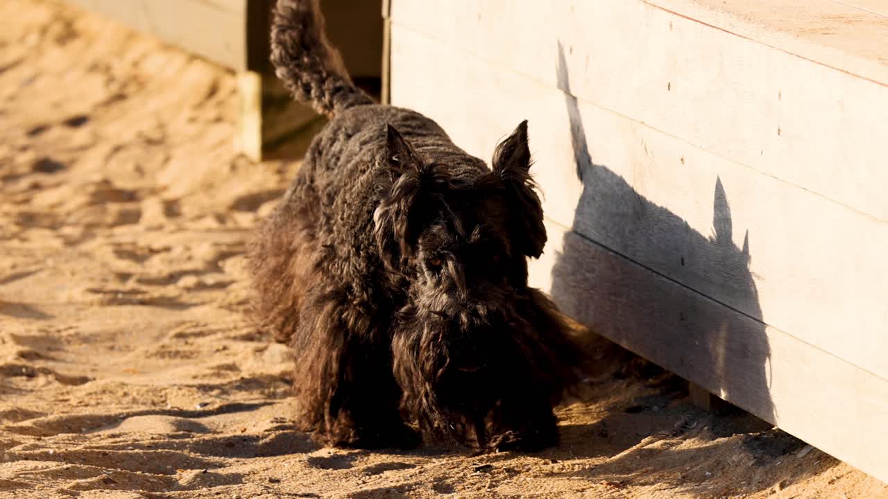모래 해변을 따라 는 개