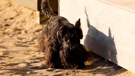 un perro caminando a lo largo de una playa de arena