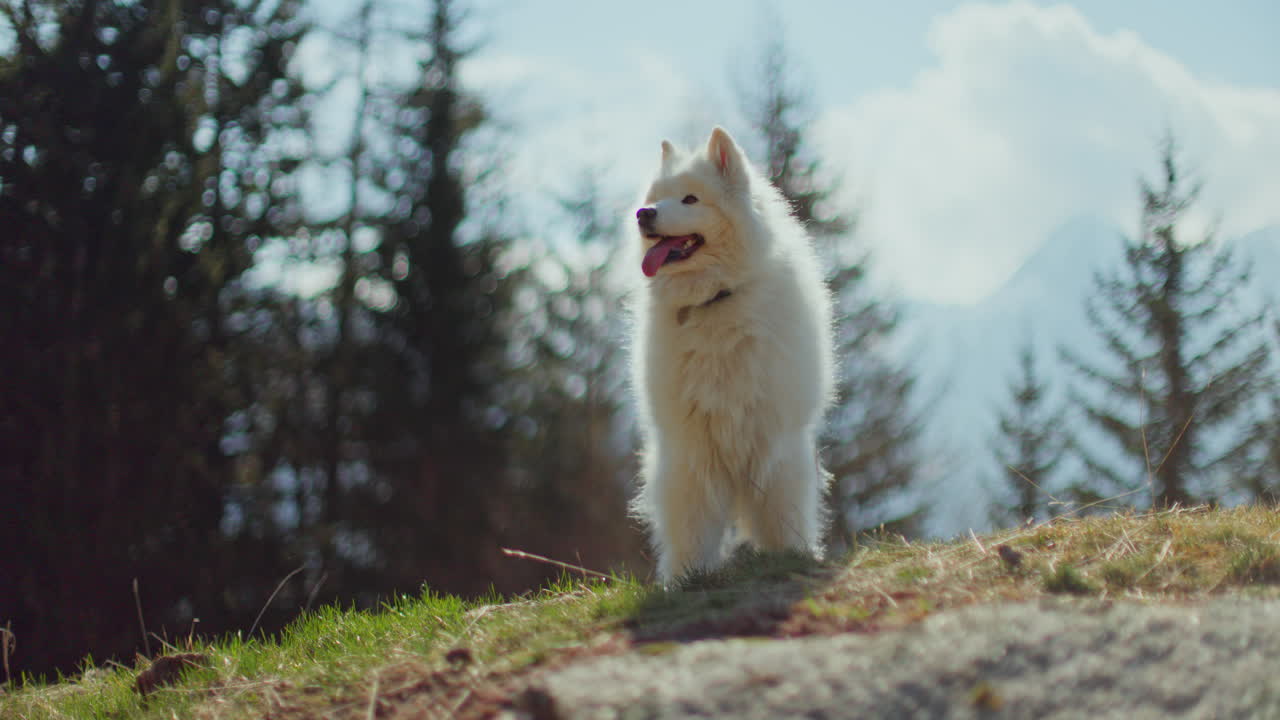 Samoyed and Shetland Sheepdog playing joyfully on a mountain field, surrounded by stunning alpine views and clear skies.