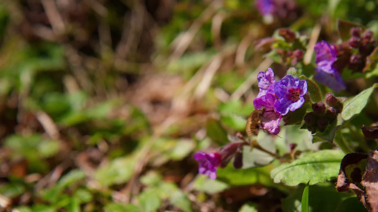 Honeybee Pollinates Over Pulmonaria Obscura Blooms In Berchtesgaden, Germany. Selective Focus Shot