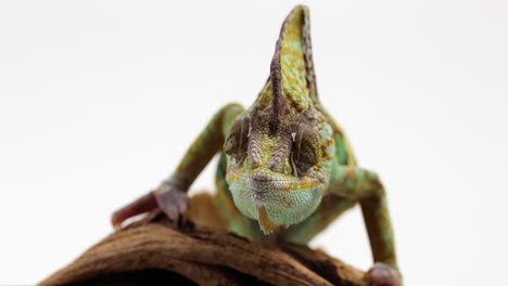 chameleon moves eyes around as he moves towards camera - close up - isolated on white background