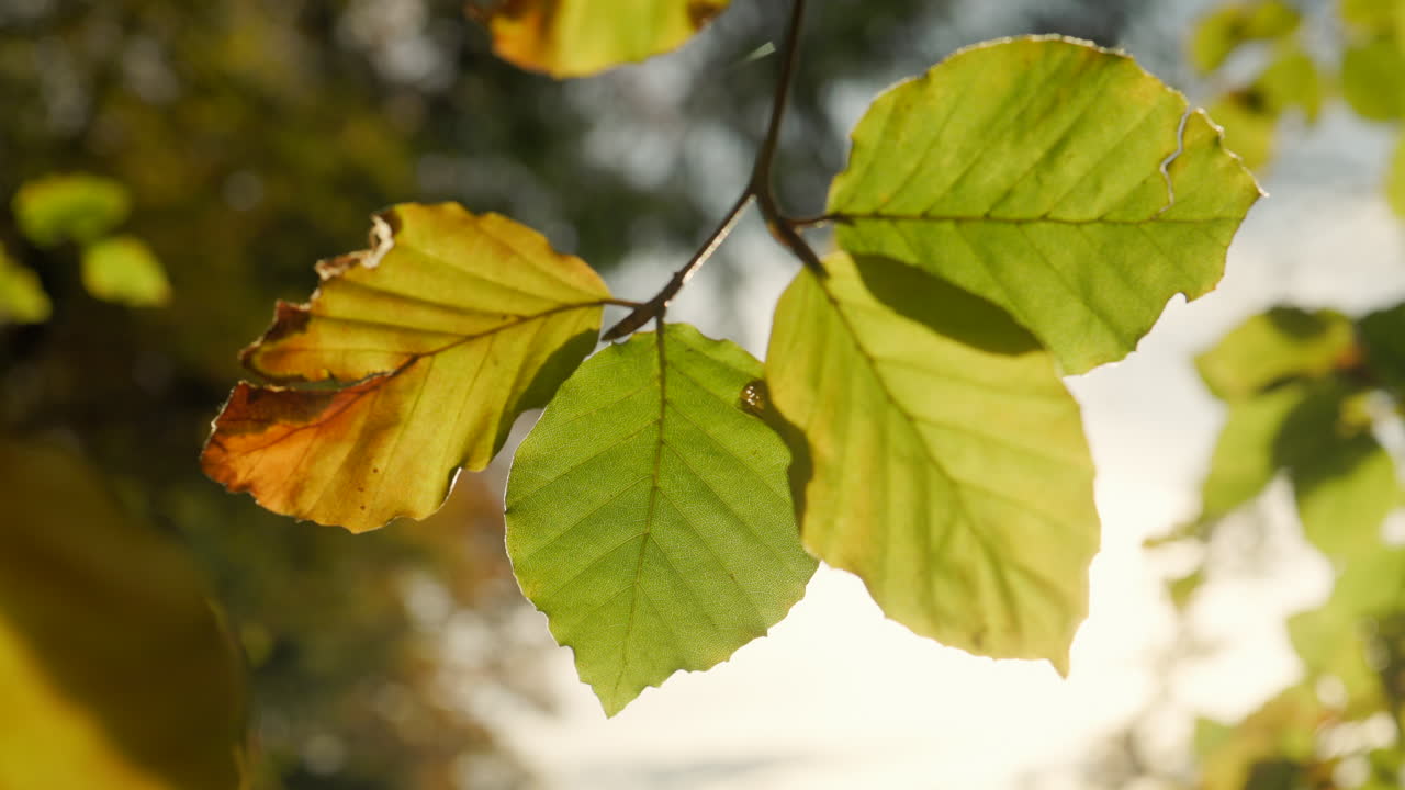 Autumn foliage in different colors backlit by the sun