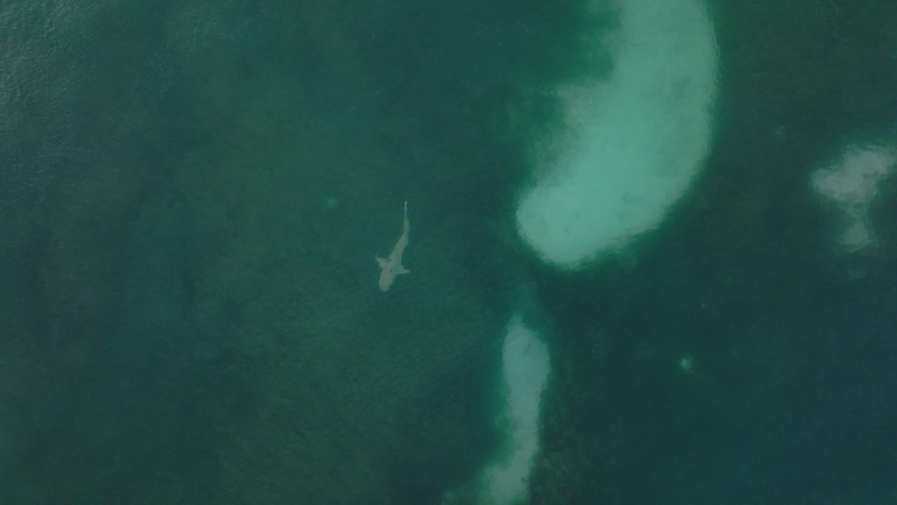 Reef shark moves smoothly above ocean floor with coral features visible below water