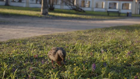 El-Pato-Marrón-Hembra-Está-Buscando-Comida-En-El-Césped-En-Un-Parque-Público