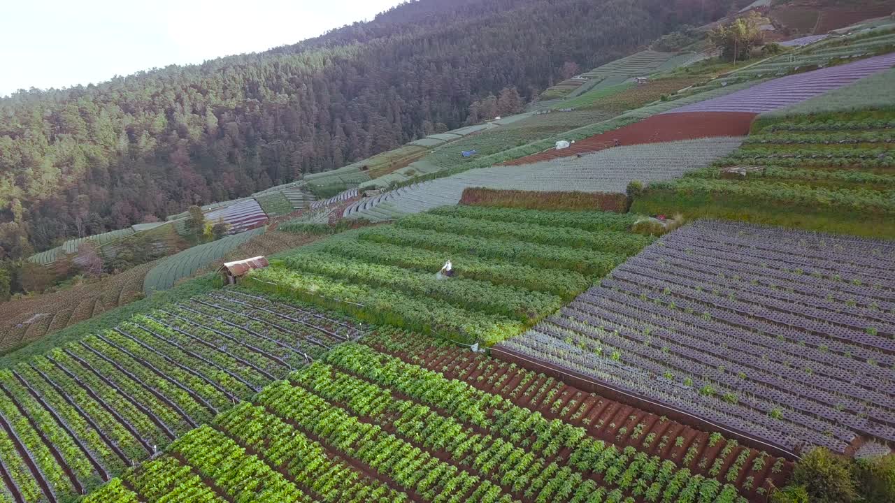농부가 일하는 섬빙 산의 경사면에 있는 아름다운 계단식 채소 농장