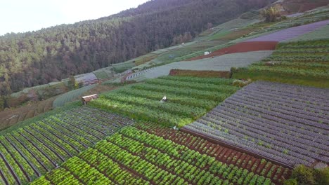 Hermosa-Plantación-De-Hortalizas-En-Terrazas-En-La-Ladera-De-La-Montaña-Sumbing-Con-Un-Agricultor-Trabajando-En-Ella