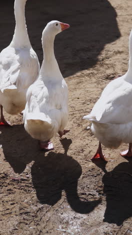 flock of white geese