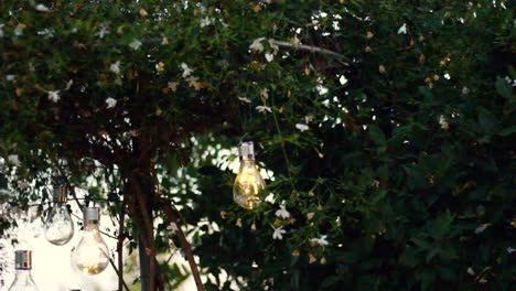 luces solares en un árbol de jazmín