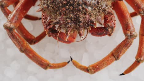 freshly caught red crab