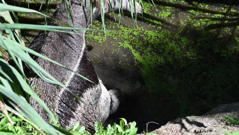 zoological park in france: a tapir is splashing water of a pond