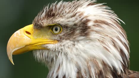 primer plano de la cabeza del águila calva, vista de perfil lateral del águila americana, de mano