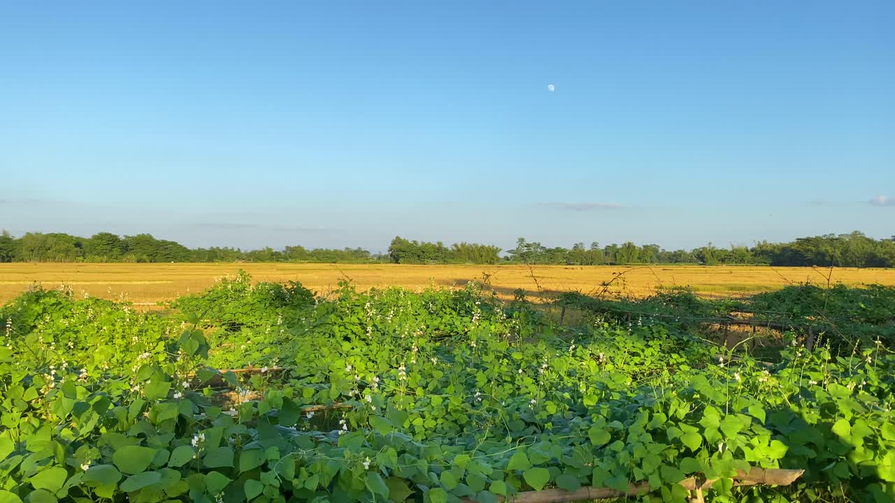 야채를 재배하는 방글라데시의 현지 농장, 팬 왼쪽 보기