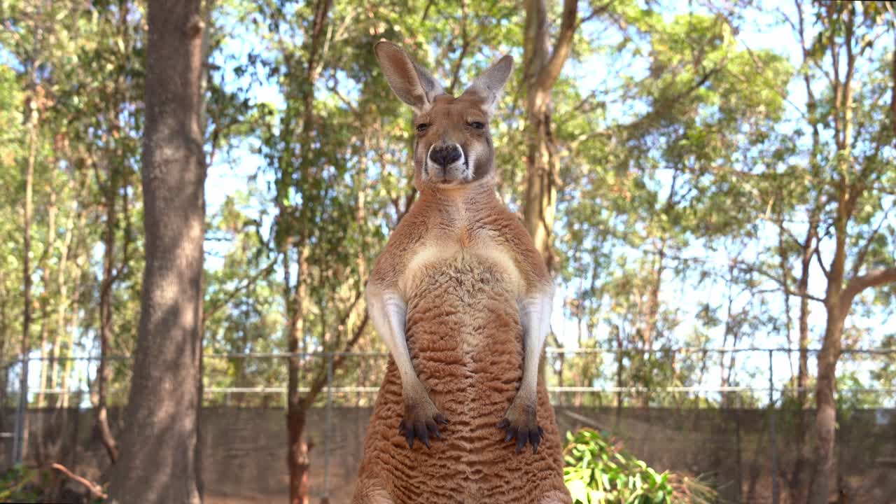 un canguro rojo de pie, macropus rufus mirando fijamente a la cámara, una toma de cerca de las especies de vida silvestre nativas de australia
