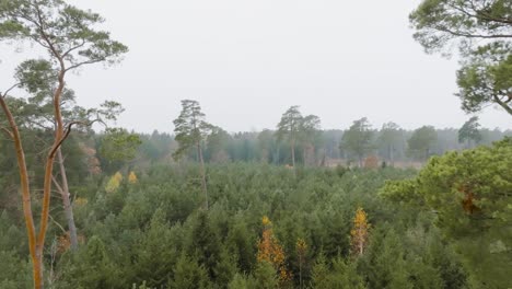 a large pine trees grows in the middle of small, young coniferous trees, in a background of tall trees forest