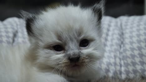 adorable new born ragdoll boy