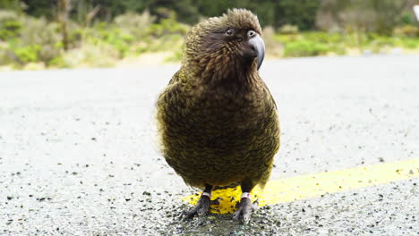 close-up of a sympathetic parrot on the road, looking ready to spite