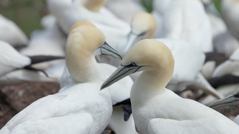 experience the enchanting world of northern gannet birds as they exhibit their natural behavior in stunning 4k slow motion