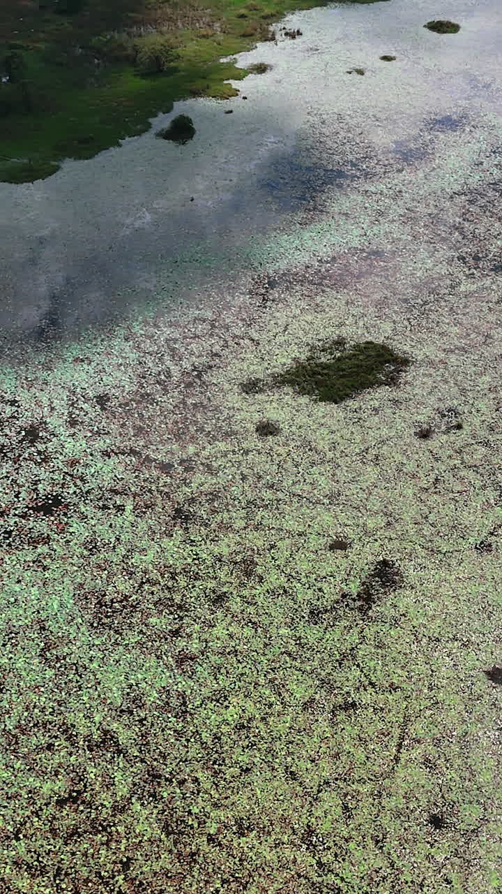 Waterscape of the river covered with water plants. Aerial perspective on the lake with green banks. Vertical video.