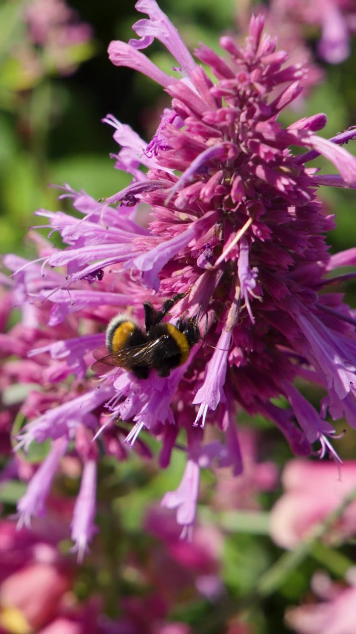Bumblebee collects pollen on vibrant purple flower, macro close-up, natural sunlight, shallow depth