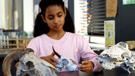 girl examining animal skeleton 4k