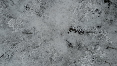 gloomy winter scene with bare trees covered with snow - aerial top down