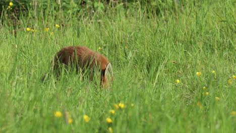 fox cub sniffing around in long grass looks up suddenly towards camera