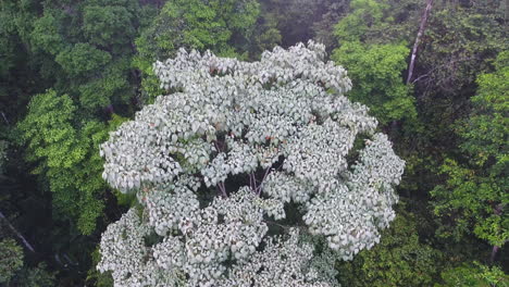 white leaves tree among a primary tropical rainforest saül guiana amazonian park