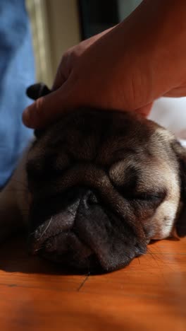 una mano toca suavemente a un cachorro pug dormido