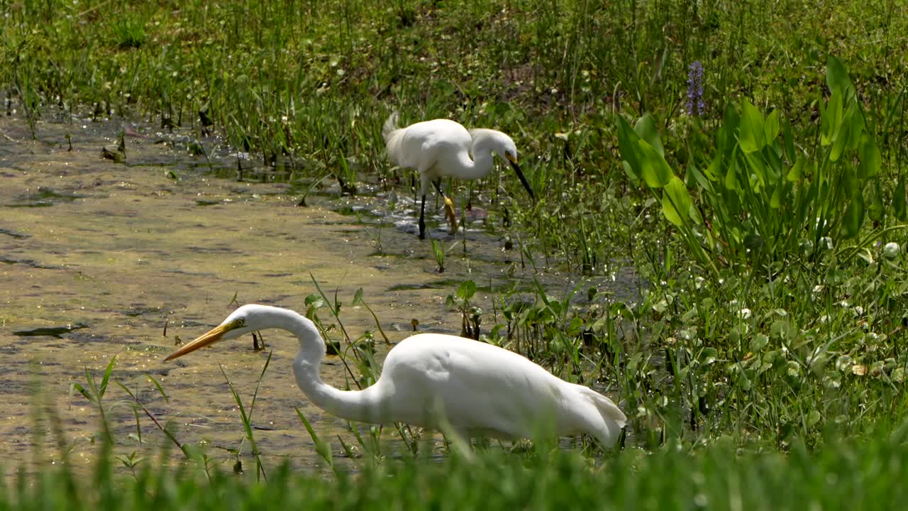 Great Egret and snowy egret hunting along a lake