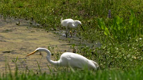 great egret and snowy egret hunting along a lake
