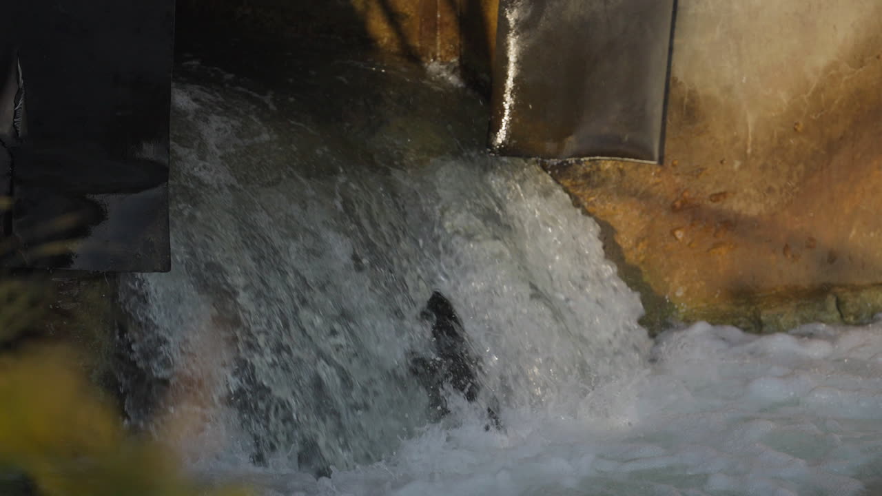 Slow motion salmon jump, Ganaraska River, Ontario, determination, nature