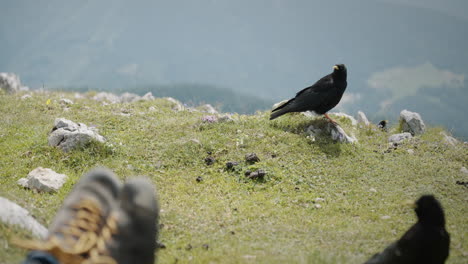 un disparo de tos alpina mirando al excursionista que está sentado en la roca que irse