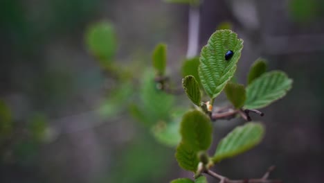 close-up of a small black beetle on a green leaf and other branches in the blur