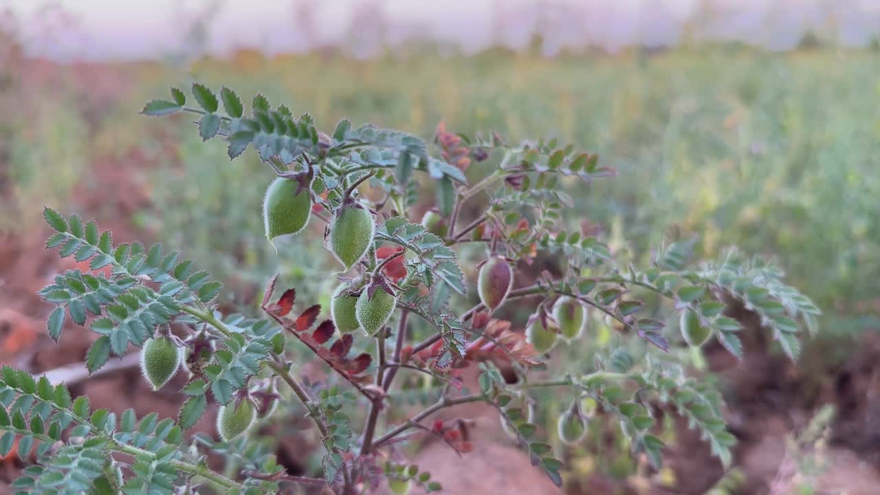 close up of chana plant in the field showing it's pods and leaves