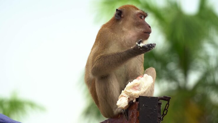 A wild crab-eating macaque, long-tailed macaque spotted on top of a dumpster truck, eating the food with its prehensile hands from a plastic bag that was found in the bin