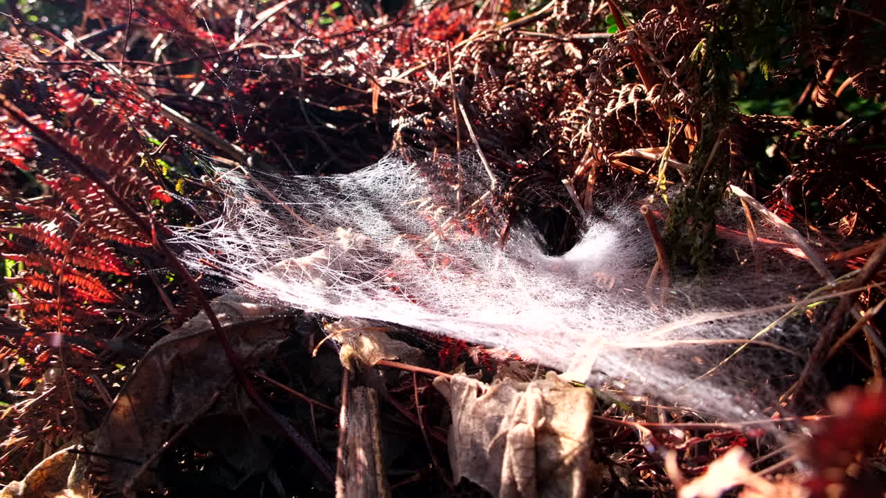 Fine spiderweb trap spun low between dead brown ferns in forest ecosystem