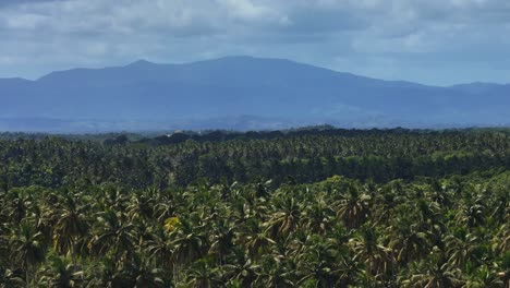 dense palm tree forest on caribbean coastline with mountain background, aerial