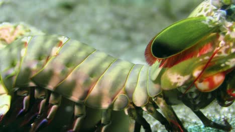 camarón mantis pavo real hembra sobre fondo arenoso, sartén desde la cola hacia el frente