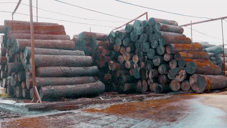 lots of logs. logging of wooden logs. the cut down trees lie in a heap. it's raining, drops falling on the wood. stack of wood logs. sawmill