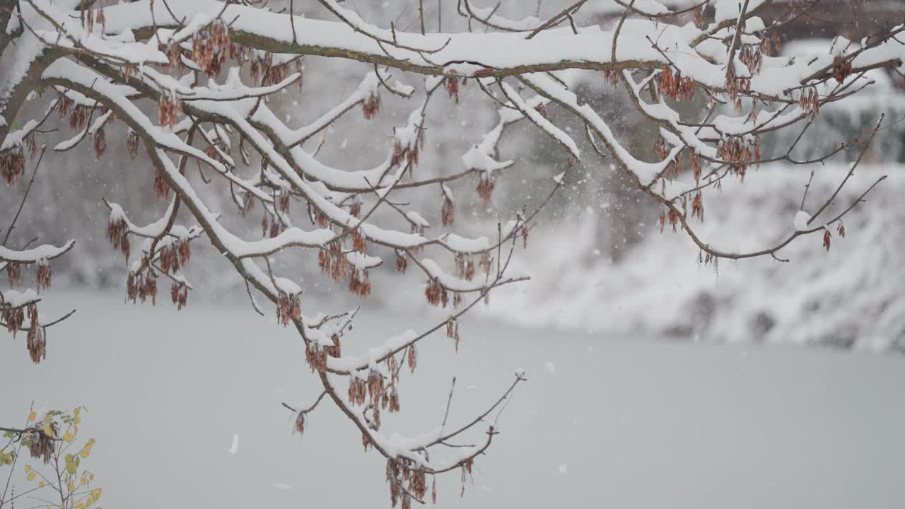 las hojas de otoño marchitas en las ramas de los árboles están ligeramente polvorientas con la primera nieve, vistas en una toma de paralaje de primer plano
