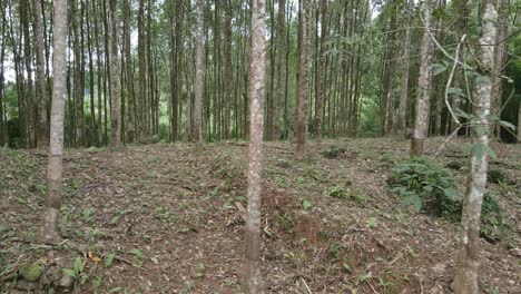 side trucking shot of a rubber tree plantation with latex rubber trees on a rubber farm in thailand