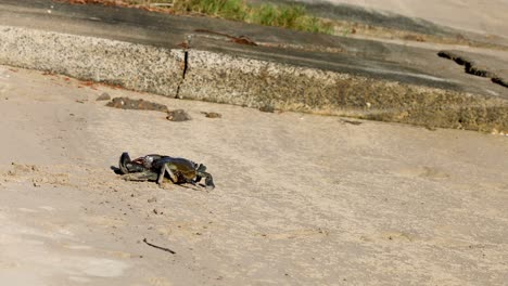 a crab scurries across sandy beach terrain.