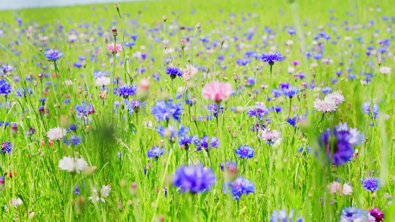 Lush green field dotted with vibrant blooming cornflowers in natural summer light