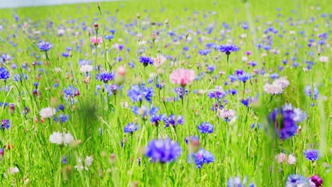 lush green field dotted with vibrant blooming cornflowers in natural summer light