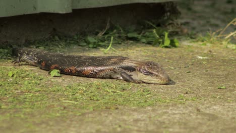 El-Lagarto-De-Lengua-Azul-Cierra-Los-Ojos-Y-Se-Va-A-Dormir