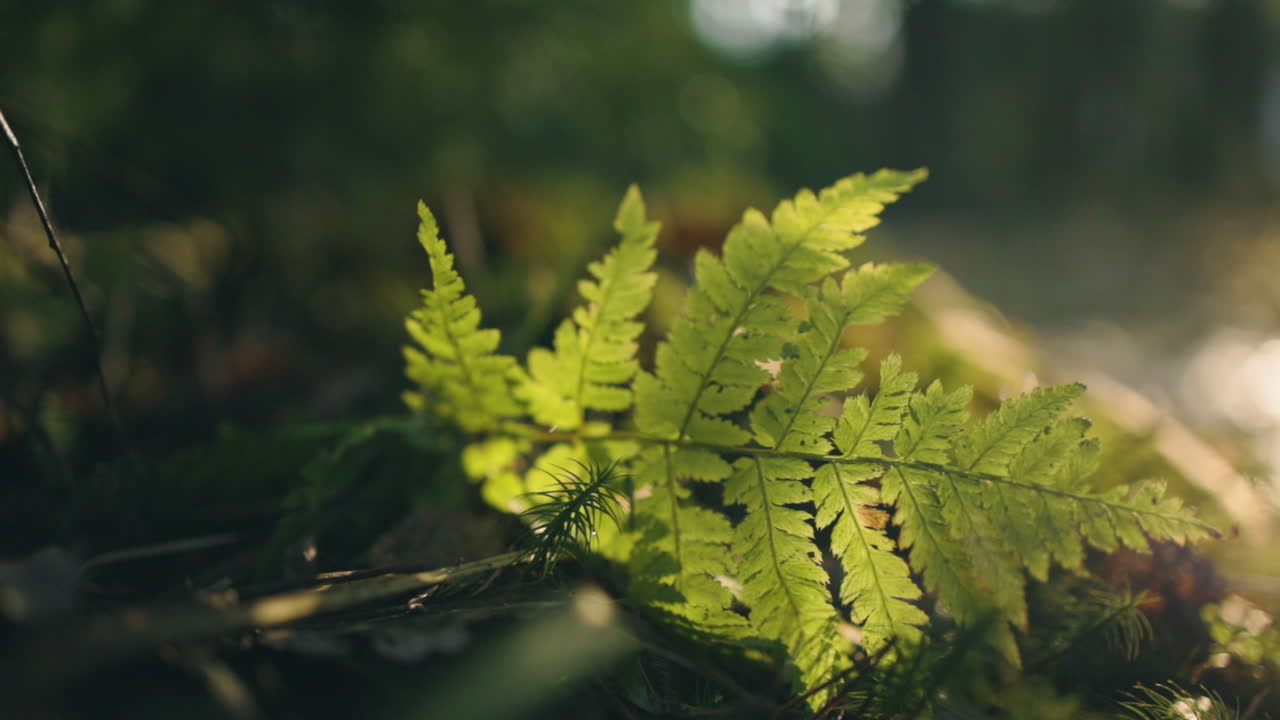 hoja de helecho verde tirada en el suelo en el bosque