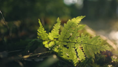 Hoja-De-Helecho-Verde-Tirada-En-El-Suelo-En-El-Bosque