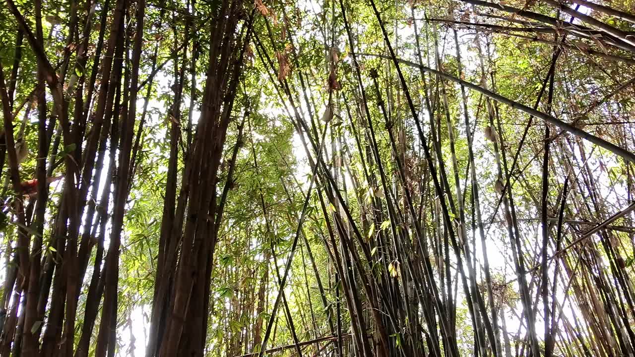 Upward view of a dense bamboo forest with sunlight filtering through in Jiutepec, Morelos, Mexico