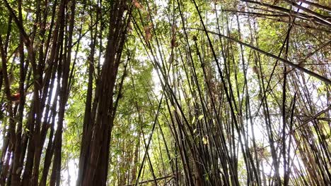 upward view of a dense bamboo forest with sunlight filtering through in jiutepec, morelos, mexico